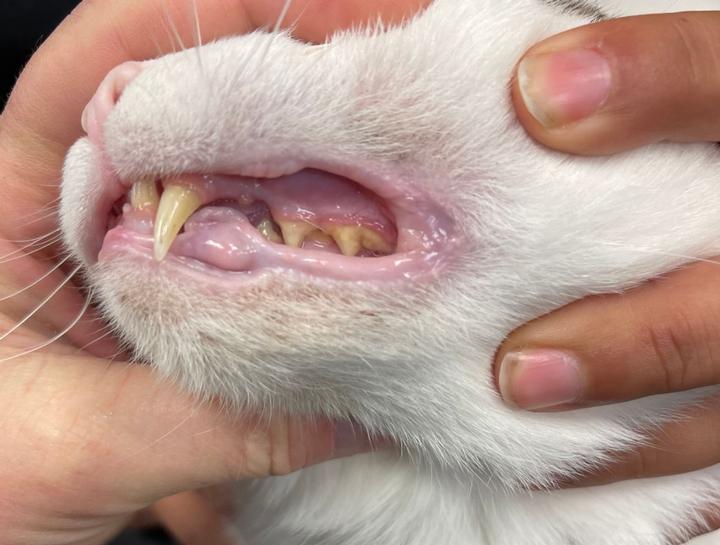 Austin Pet Dental Surgery Dog Tooth Extraction